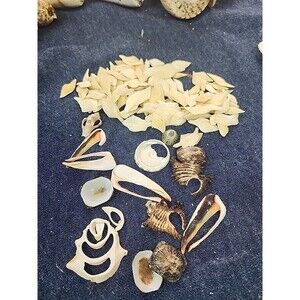 Sliced Cut Seashells And Gar Scales Sliced  For Jewelry Making Mixed Lot